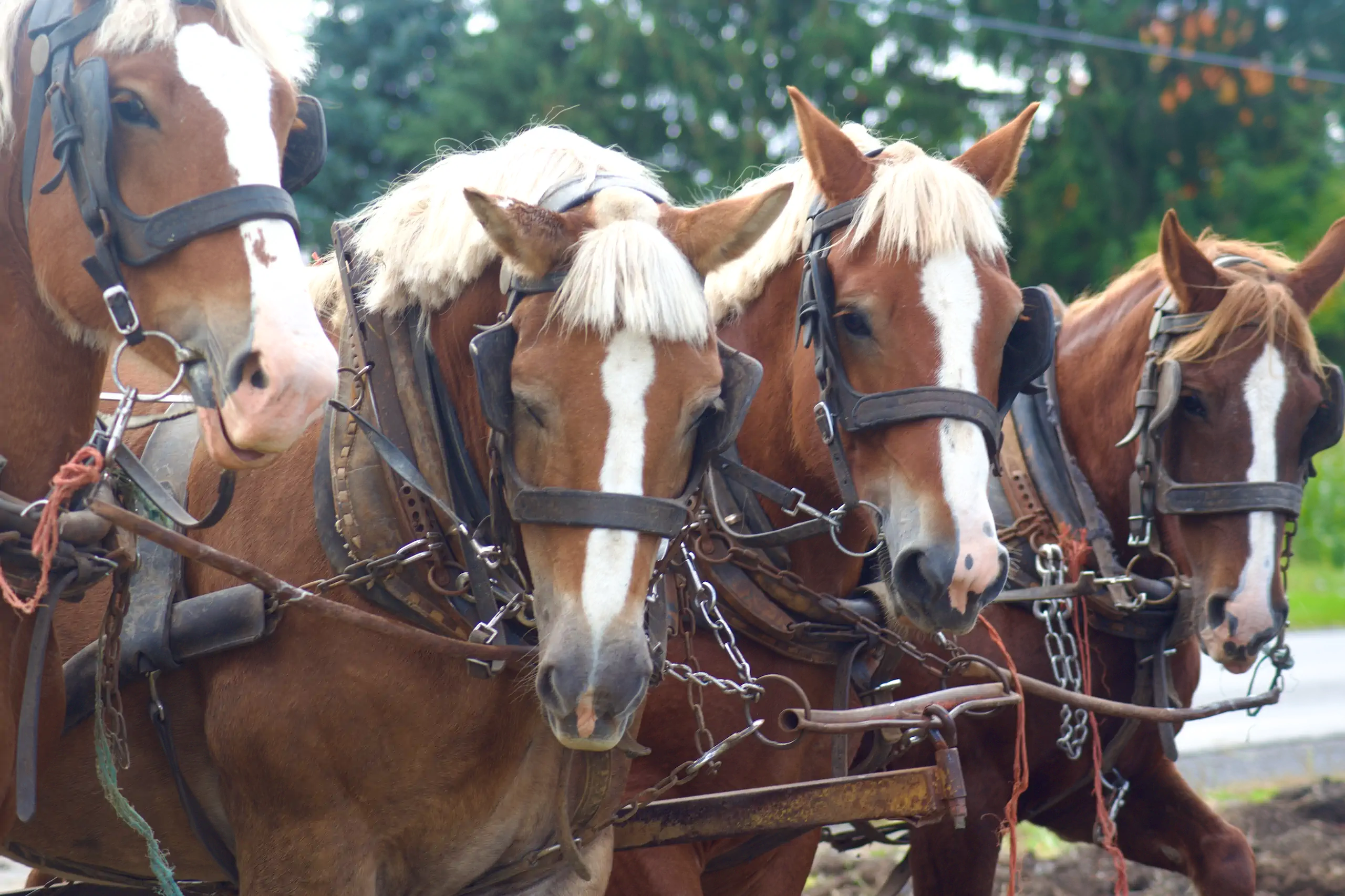 Fours horses used for drayage